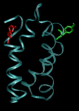 Snapshot of four-helix bundle protein after 1ns pulling