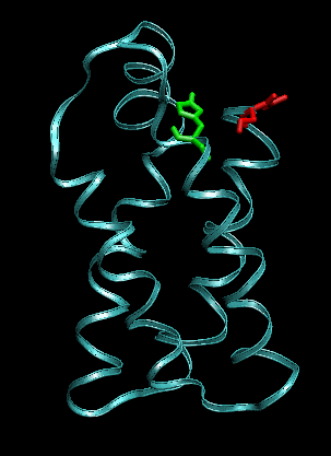 Snapshot of four-helix bundle protein before pulling