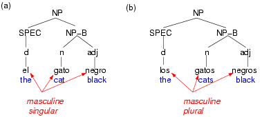 In Spanish,
syntactic phrases may be constrained morphologically