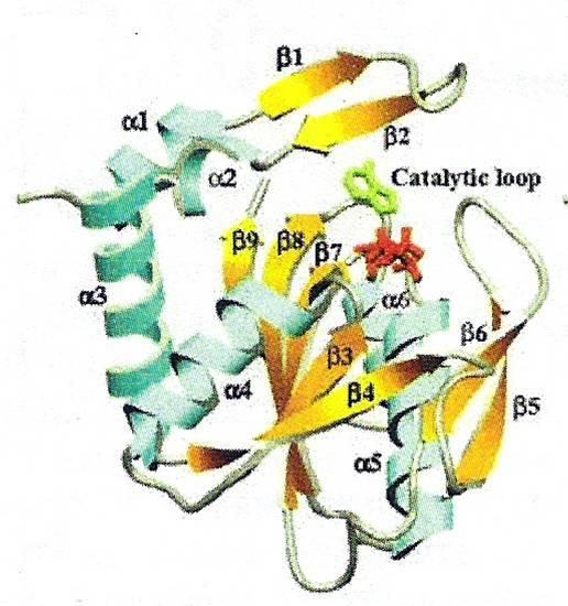 1L1R-structure