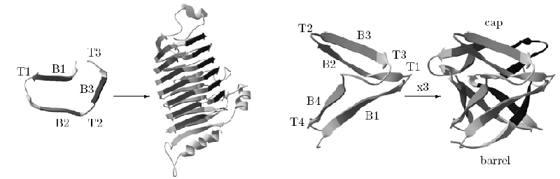 From left to right: beta-helix rung, beta helix, beta-trefoil leaf, beta-trefoil