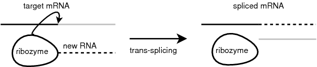 trans-splicing