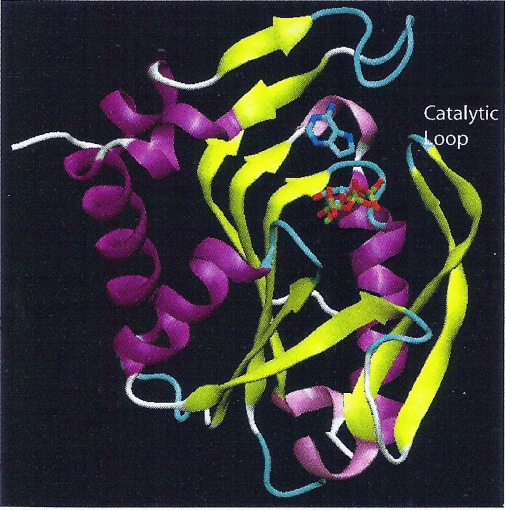 1L1R-structure