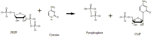 The formation of CMP