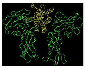 Epo/EpoR complex