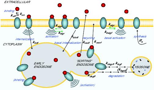 Epo/EpoR complex