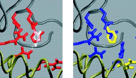 Epo/EpoR complex