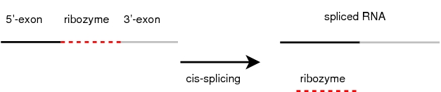 cis-splicing ribozymes