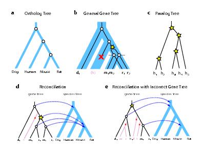 Orthologous Genes